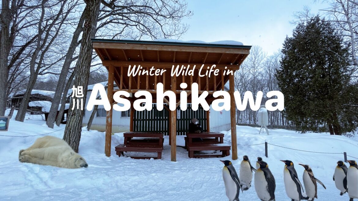 ASAHIKAWA Winter Vlog – Discovering ASAHIYAMA ZOO on My Own