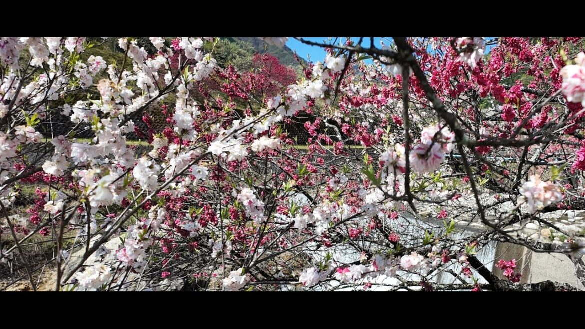 NAGANO JAPAN TRIP! MAS MAGANDA PA SA CHERRY BLOSSOM?!