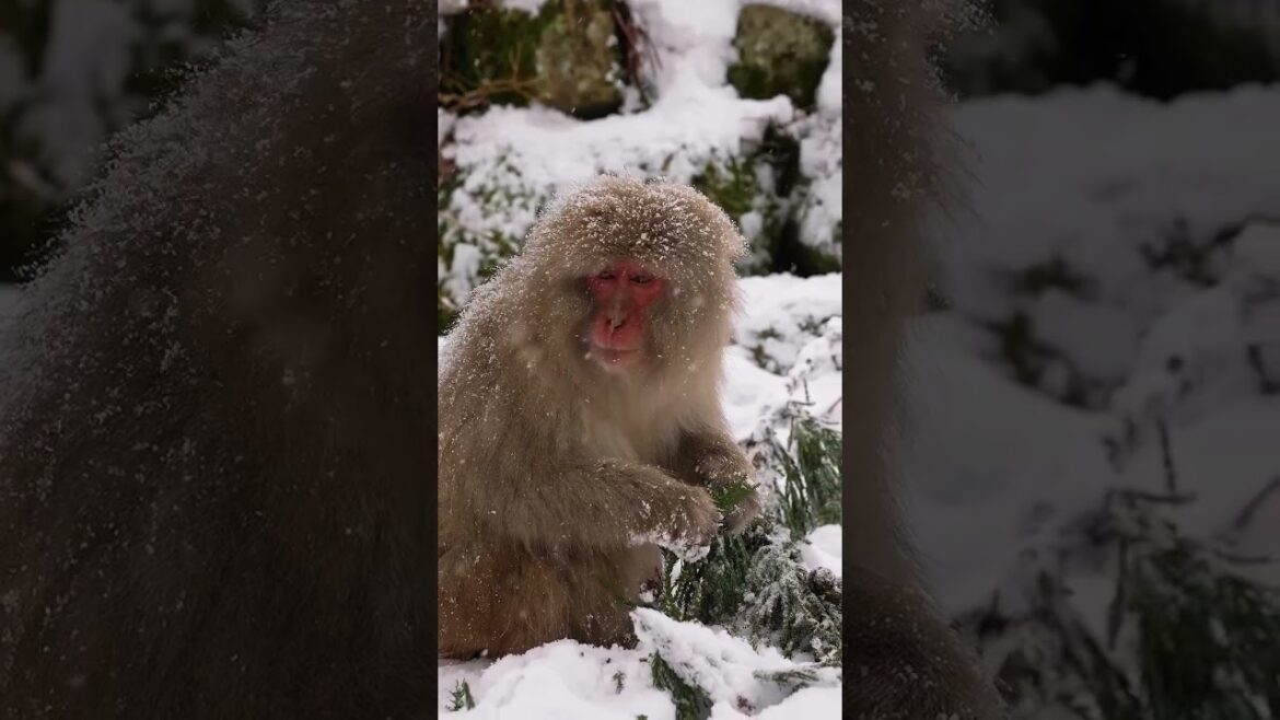 Do Not Miss This in JAPAN! 🐒🇯🇵