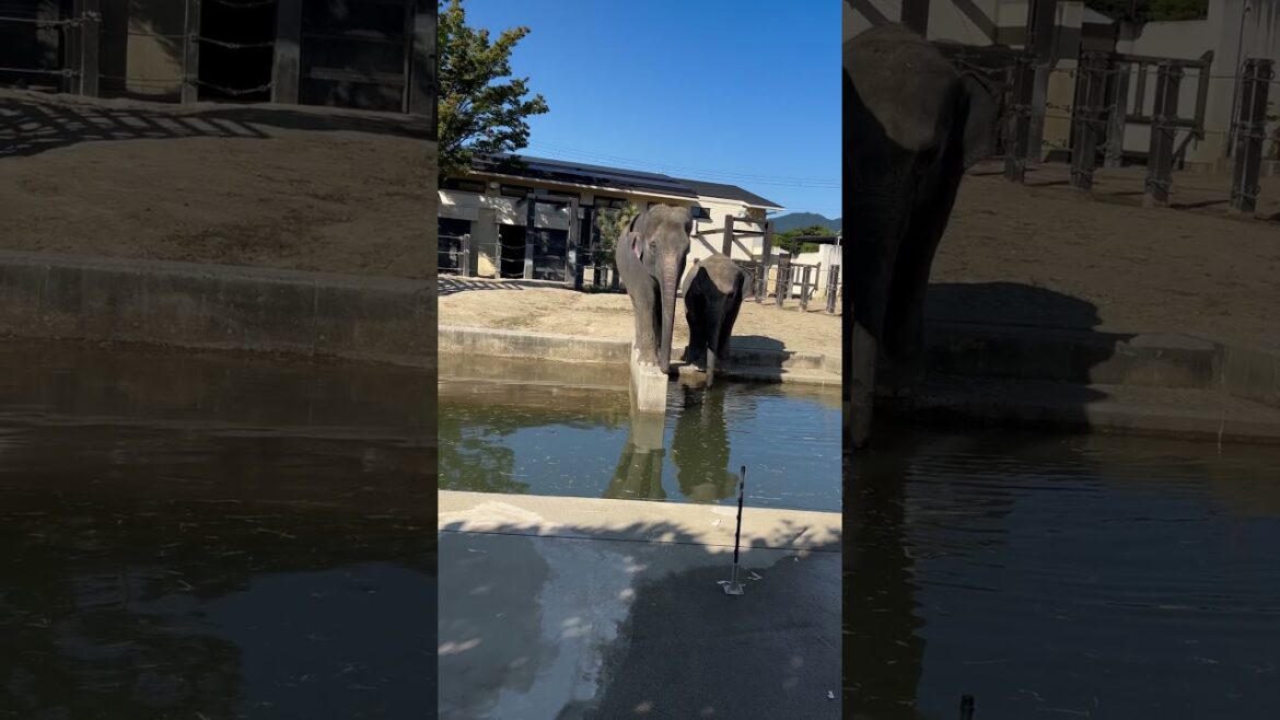 【KYOTO】Must-See Cute Elephant - Kyoto City Zoo