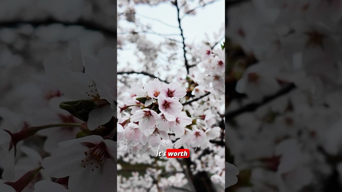 Cherry Blossoms in Aomori #青森