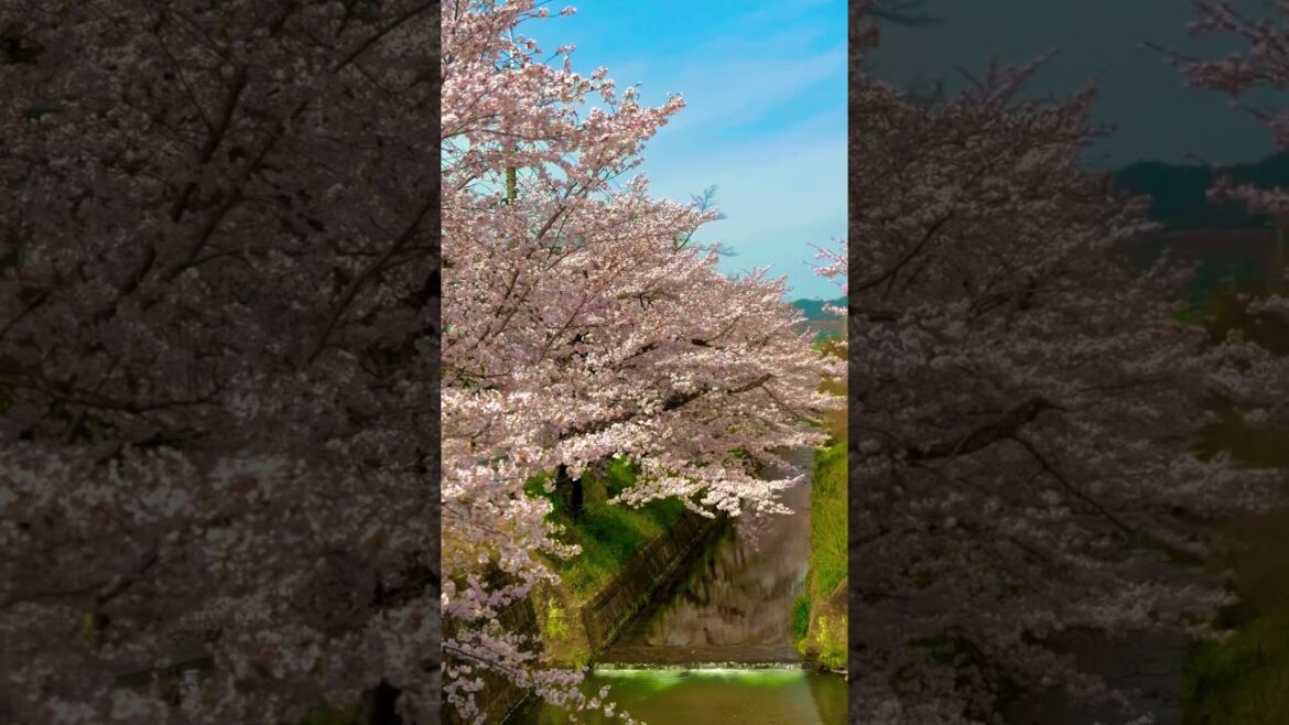 Cherry Blossom 🌸 || JAPAN TRIP || Kyoto Cherry Blossom ||  JAPAN EXPO 2025