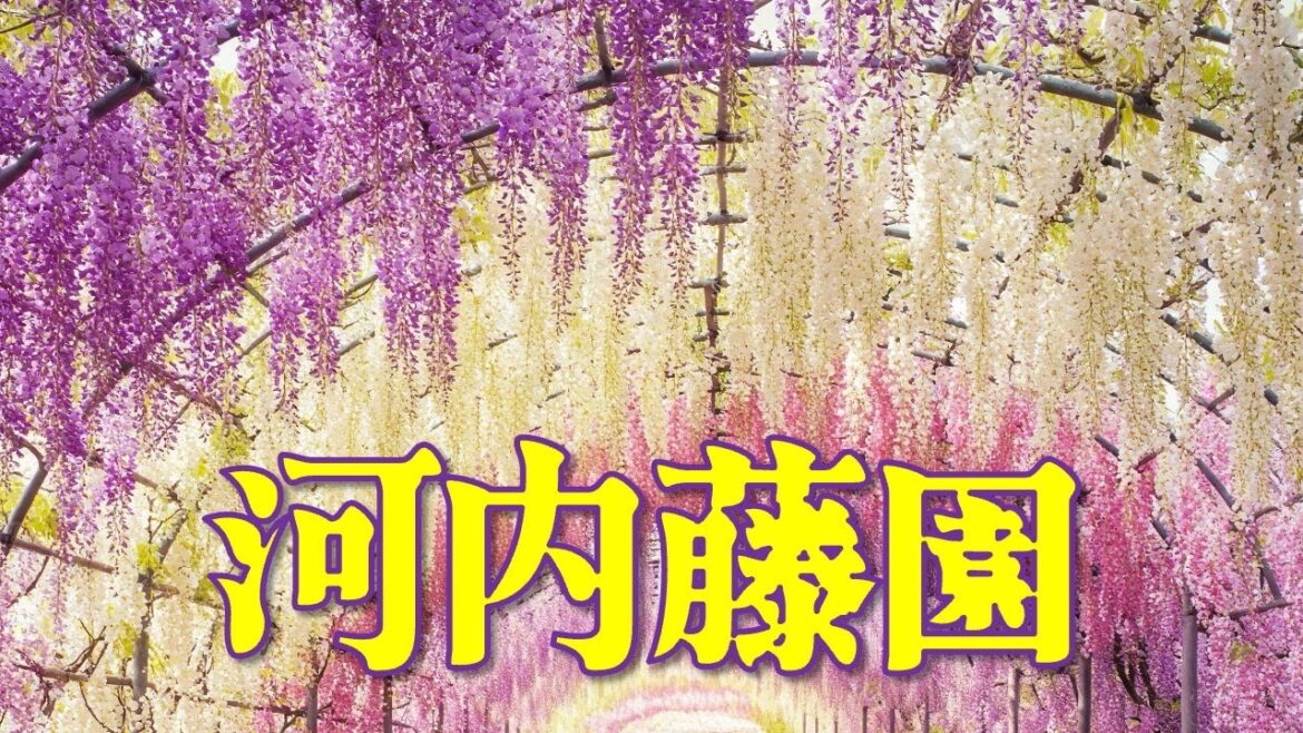 【バーチャル旅行】福岡県北九州市の河内藤園 満開の時期がおすすめ 日本の最も美しい場所31選 【バーチャル旅行】福岡県北九州市の河内藤園 満開の時期がおすすめ 日本の最も美しい場所31選