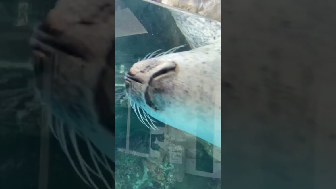 【KYOTO】Must-See Kids Friendly Spot - Kyoto Aquarium