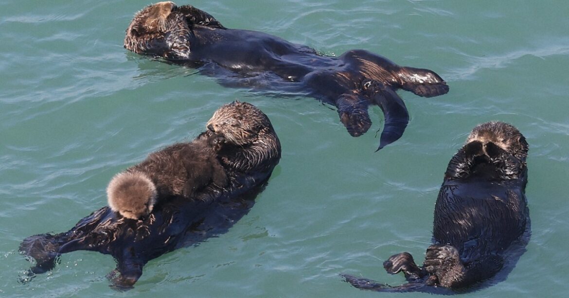 Easy Japanese news in translation: Sea otters raising pup in Hokkaido Easy Japanese news in translation: Sea otters raising pup in Hokkaido