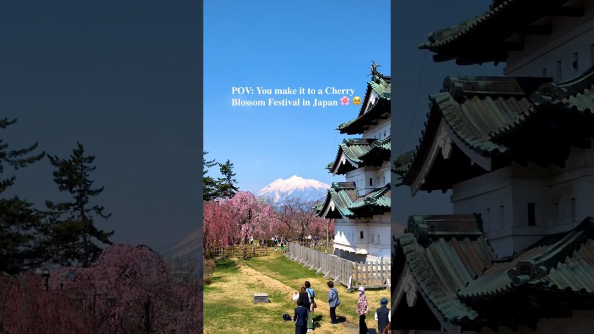 The Hirosaki Cherry Blossom Festival 🌸🥹