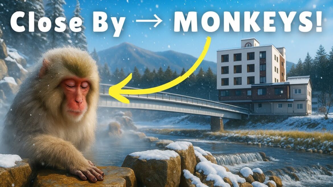 I Stayed Near Japan’s Snow Monkey Park – Was It Worth It?