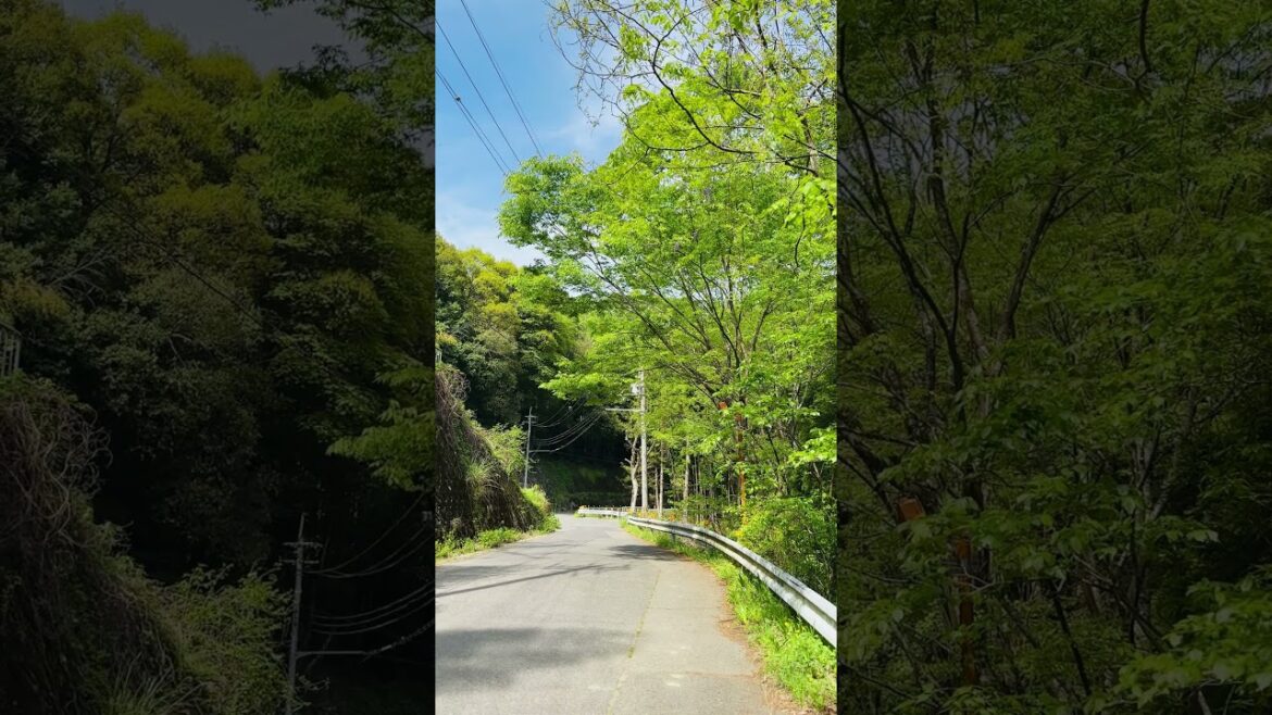 河内長野市の風景　岩湧山方面　新緑（府道221号加賀田片添線）#shorts #自然 #渓流 #新緑 #河内長野市 #田舎暮らし #岩湧山