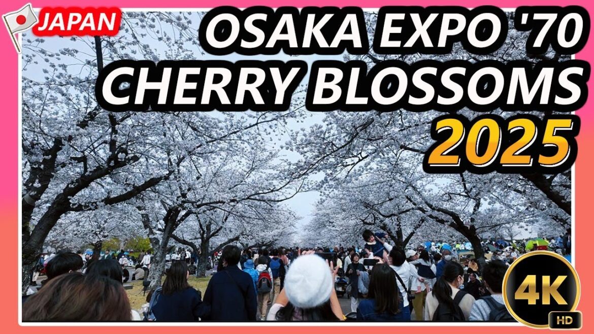【4K - 60fps】 Cherry Blossoms in Osaka Japan | Walking Tour at Expo'70 Commemorative Park (2025)