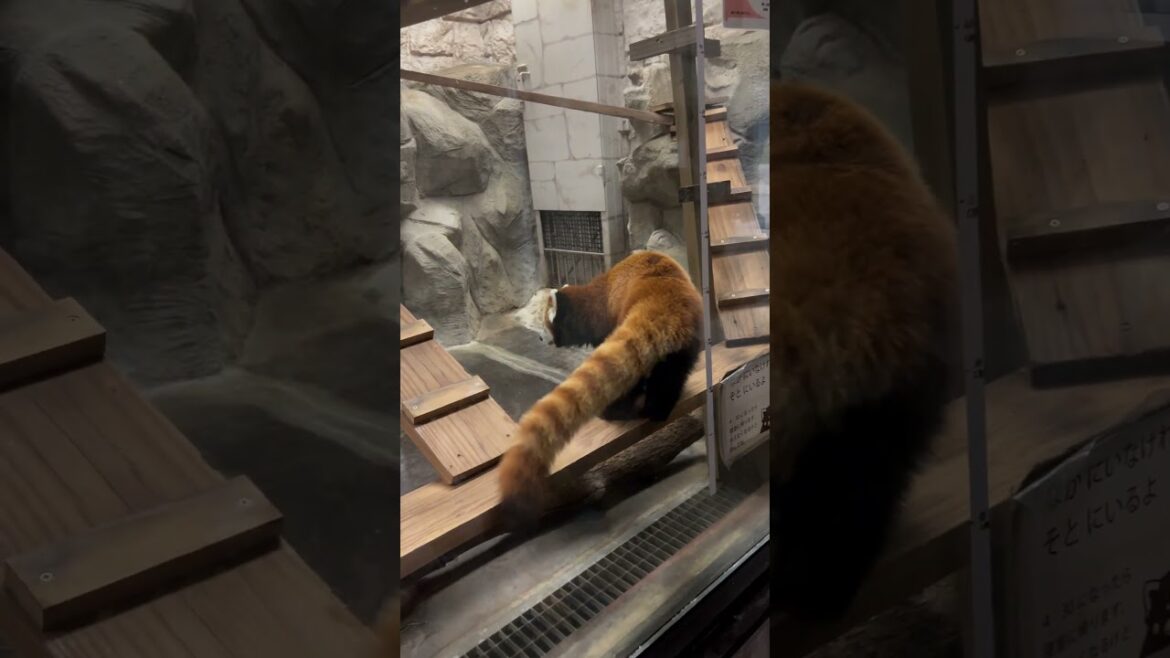 【OSAKA】Must-See Cute Red Panda - Tennoji Zoo