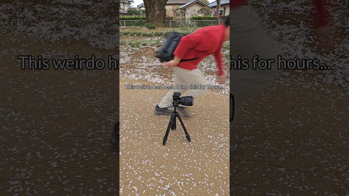The dedication for the shot #japan #cherryblossom #travel