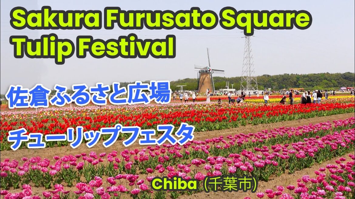 Tulip festival chiba japan 佐倉ふるさと広場チューリップフェスタ Tulip festival chiba japan 佐倉ふるさと広場チューリップフェスタ