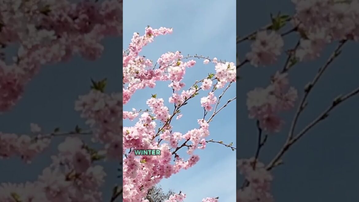 Kyoto, Japan is a Must-Visit Winter Destination Kyoto, Japan is a Must-Visit Winter Destination