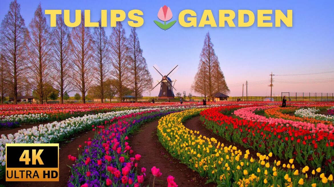 Tulips 🌷 viewing in Chiba,Japan // Akebonoyama Agricultural Park 2025// 4K walk //​⁠ @4KWALK