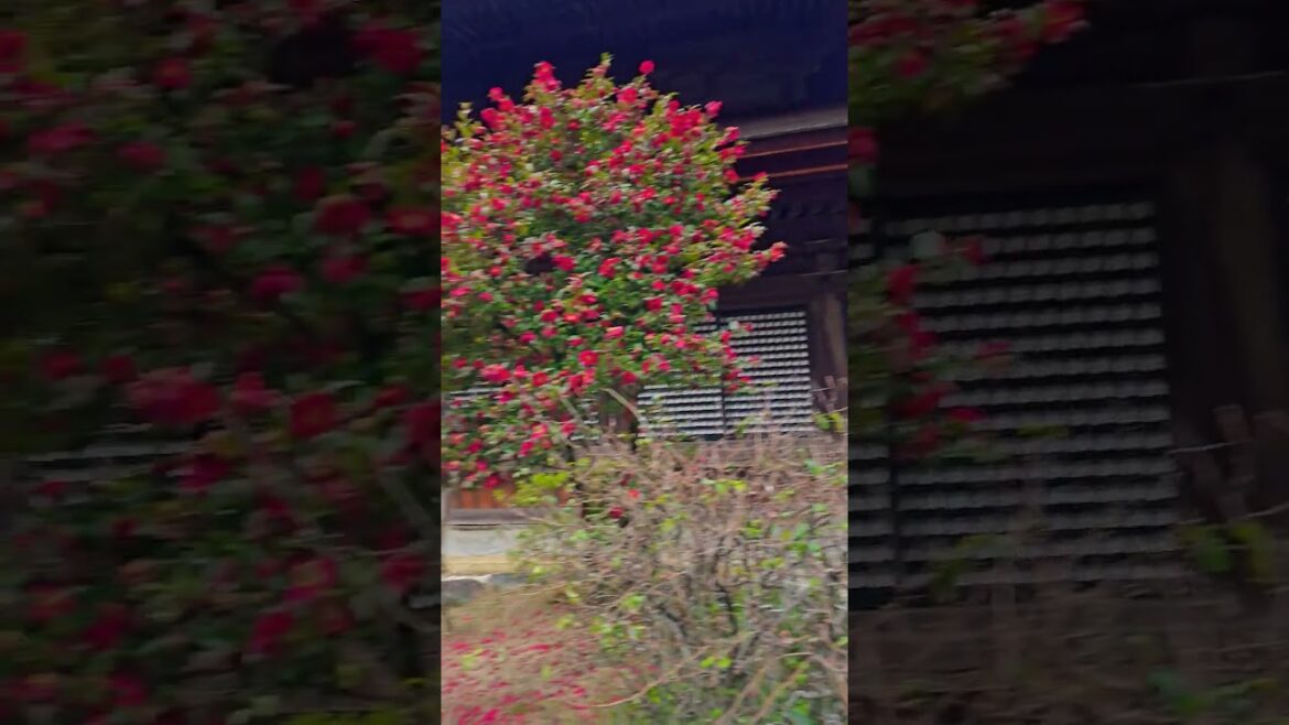 Kyoto, Japan 🇯🇵 #shorts #kyoto #japan