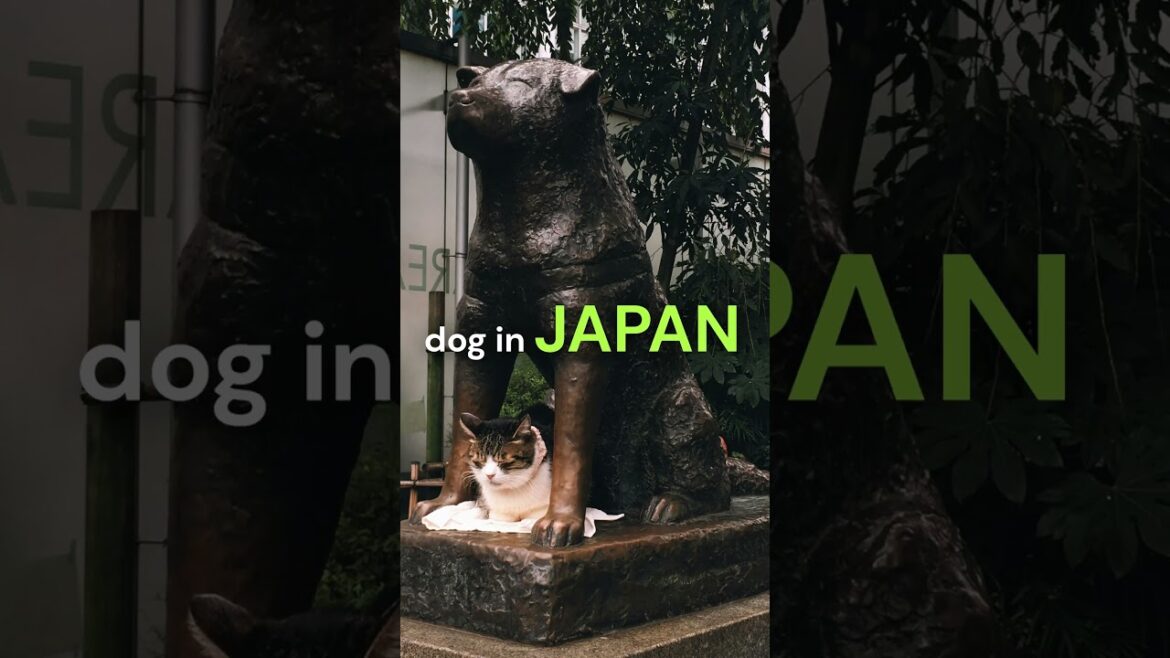 The Dog Who Waited 9 Years – Hachiko’s Statue in Tokyo The Dog Who Waited 9 Years – Hachiko’s Statue in Tokyo