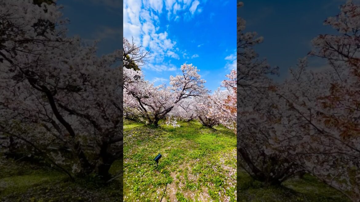 京都『仁和寺』御室桜🌸 #世界遺産#京都#sakura #仁和寺#桜 さくら 京都『仁和寺』御室桜🌸 #世界遺産#京都#sakura #仁和寺#桜 さくら