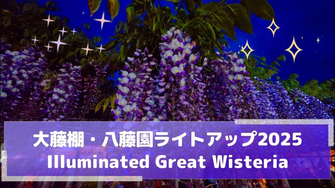 Illuminated Great Wisteria in 2025 at Northern Culture Museum✨