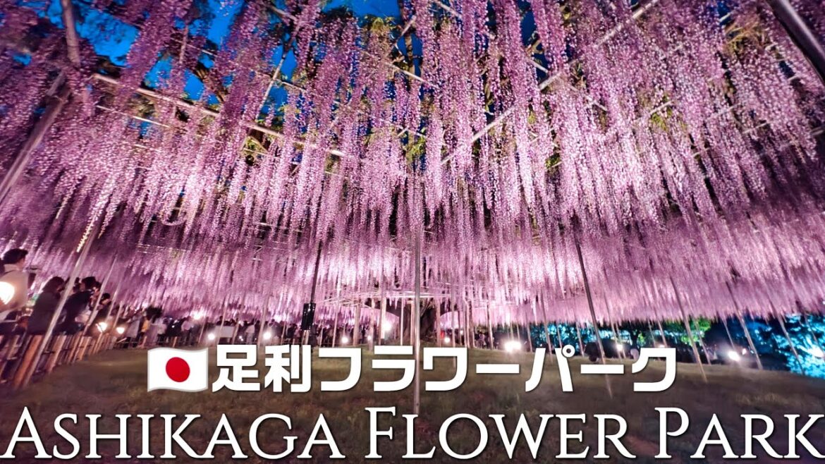 Amazing Wisteria Waterfall: Ashikaga Flower Park (CNN’s Dream Destination)#travel #japan#ashikaga Amazing Wisteria Waterfall: Ashikaga Flower Park (CNN's Dream Destination)#travel #japan#ashikaga