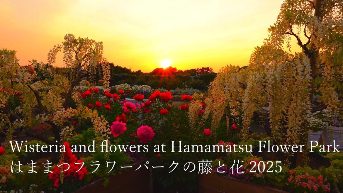 The spectacular blooming of wisteria and flowers at Hamamatsu Flower Park!