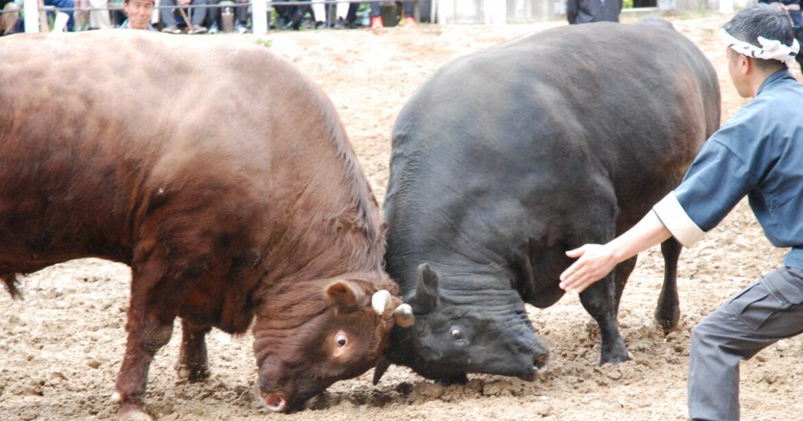 Easy Japanese news in translation: Traditional bullfighting held in Niigata Prefecture