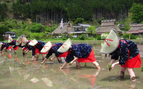 Miyama Rice Planting Festival 2025 to be held in Kyoto on May 11 Miyama Rice Planting Festival 2025 to be held in Kyoto on May 11
