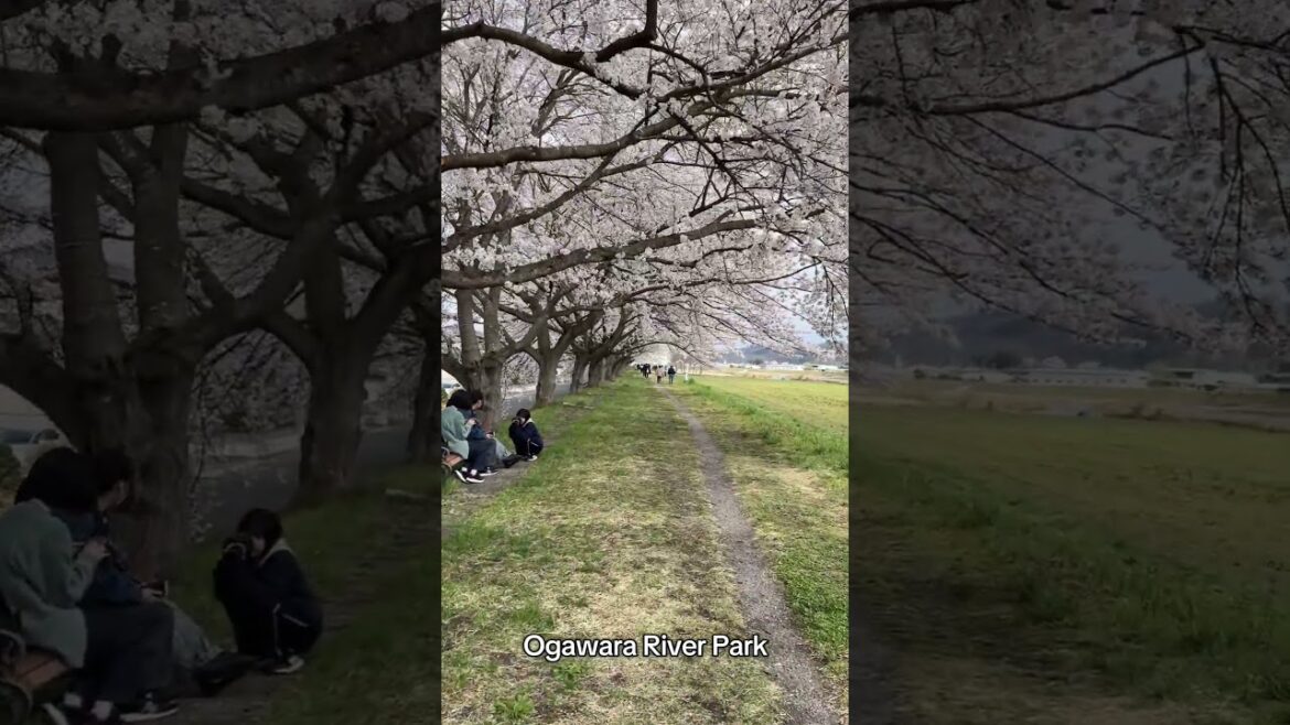 #sendai #japan #ogawara #sakura