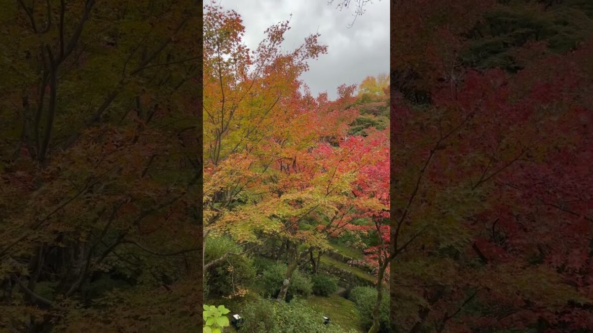 【KYOTO】 Must-See Autumn Leaves Spot - Tofukuji Temple