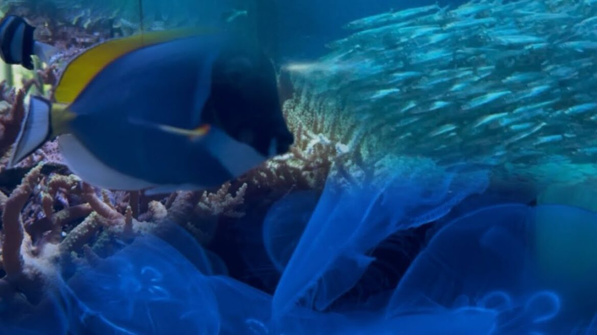 Niigata city Aquarium ||[Golden week trip