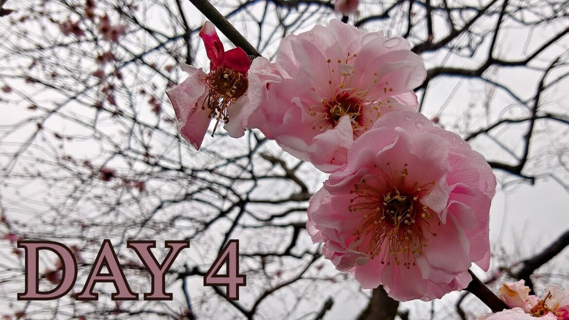 JAPAN 2025 | DAY 4 | Mito / Ueno park (Tokyo) JAPAN 2025 | DAY 4 | Mito / Ueno park (Tokyo)