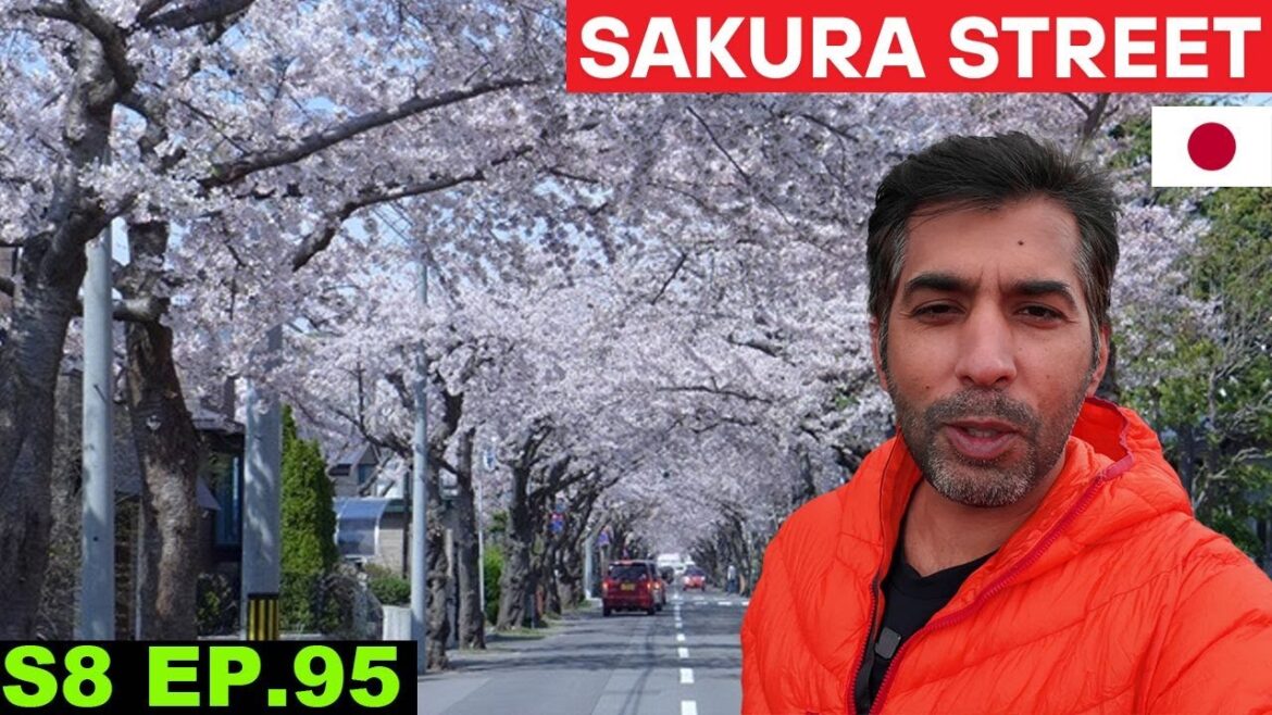 Falling in Love with Japan's Sakura 🇯🇵 S8 EP 95 | Cherry Blossoms Hokkaido | Pakistan to Japan