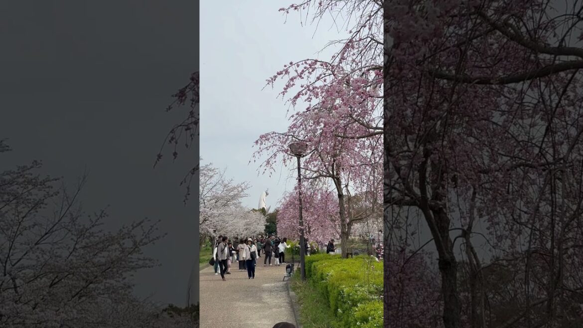 【OSAKA】Must-See Cherry Blossom - Expo Commemorative Park
