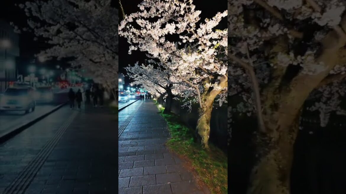 弘前公園夜桜（夜の部）Cherry blossoms in Hirosaki Park in JAPAN #富士山ライブカメラ #hirosaki  #弘前公園桜