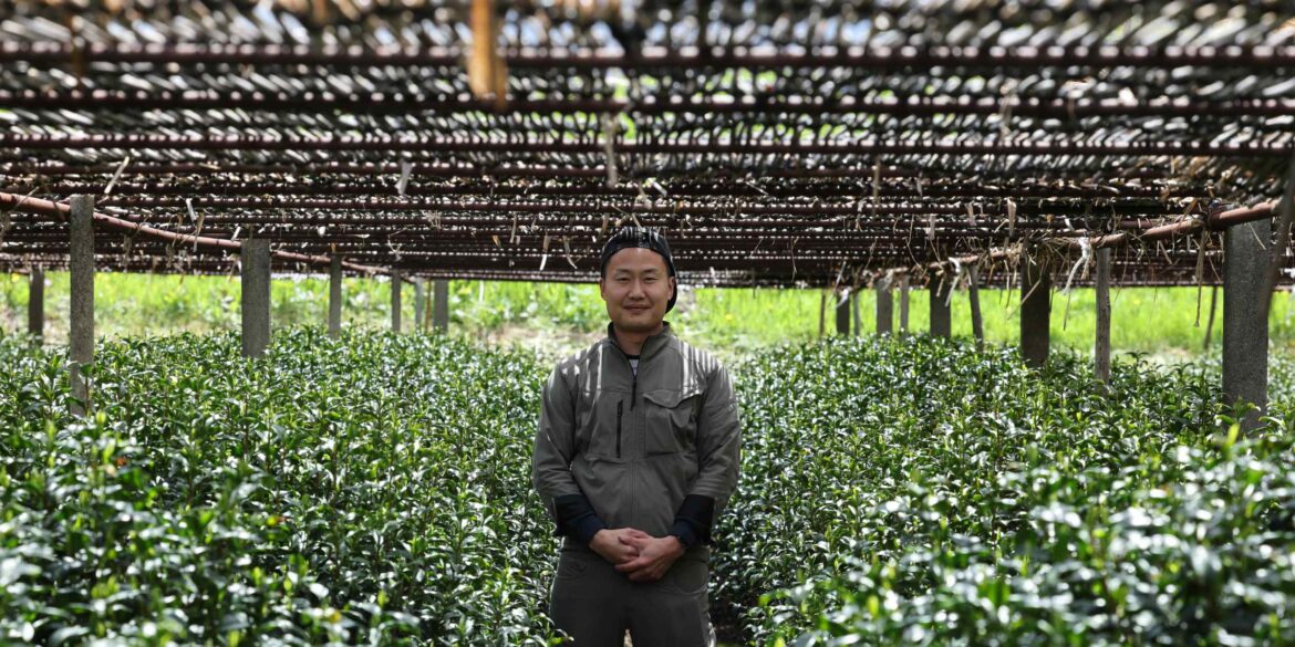 Kyoto tea farmers take global thirst for matcha in stride