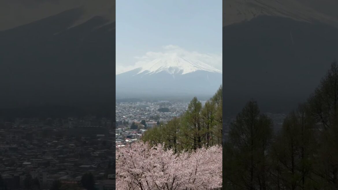 Visiting #Arakurayama Sengen #park #mountfuji #fuji 🇯🇵