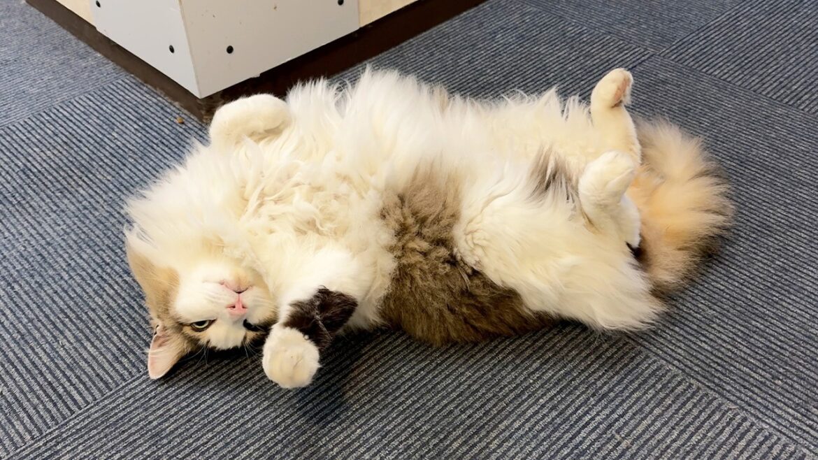 40 Cats!? Staying at Japan’s Amazing Cat Hotel with a Stunning Hot Spring🐈🏨 40 Cats!? Staying at Japan’s Amazing Cat Hotel with a Stunning Hot Spring🐈🏨