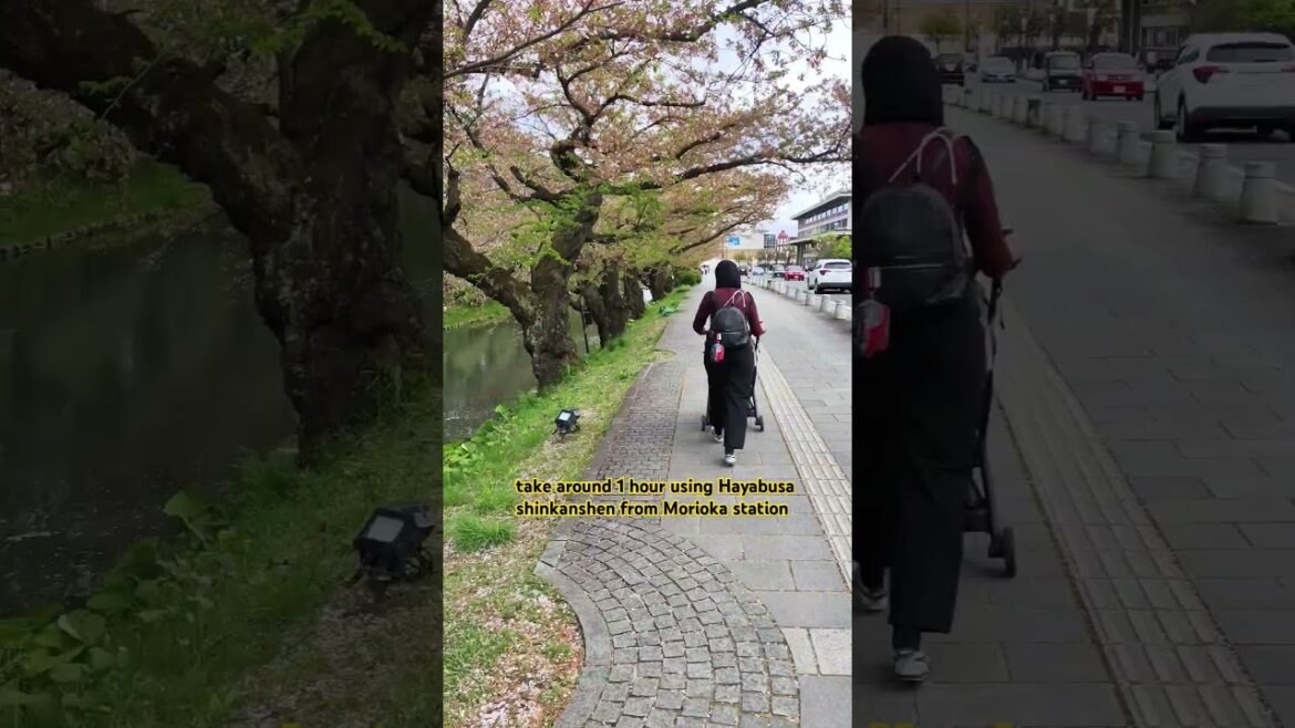 Hirosaki Park #japan #travel #relaxingmusic #adventure #vacation #indonesia