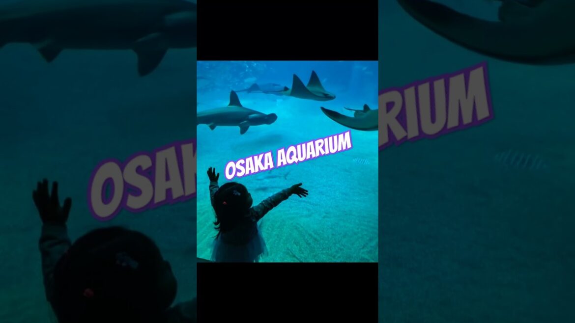Osaka Aquarium wonders!!! 🐟🦈🦦🐠 #osaka #aquarium #japan #fish #osakatrip #learning #education #shark