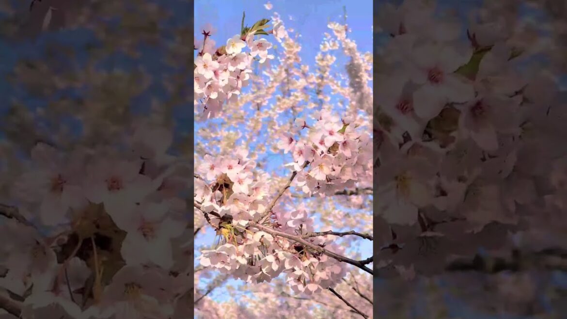 Goryokaku’s cherry blossoms in full bloom today! 🌸