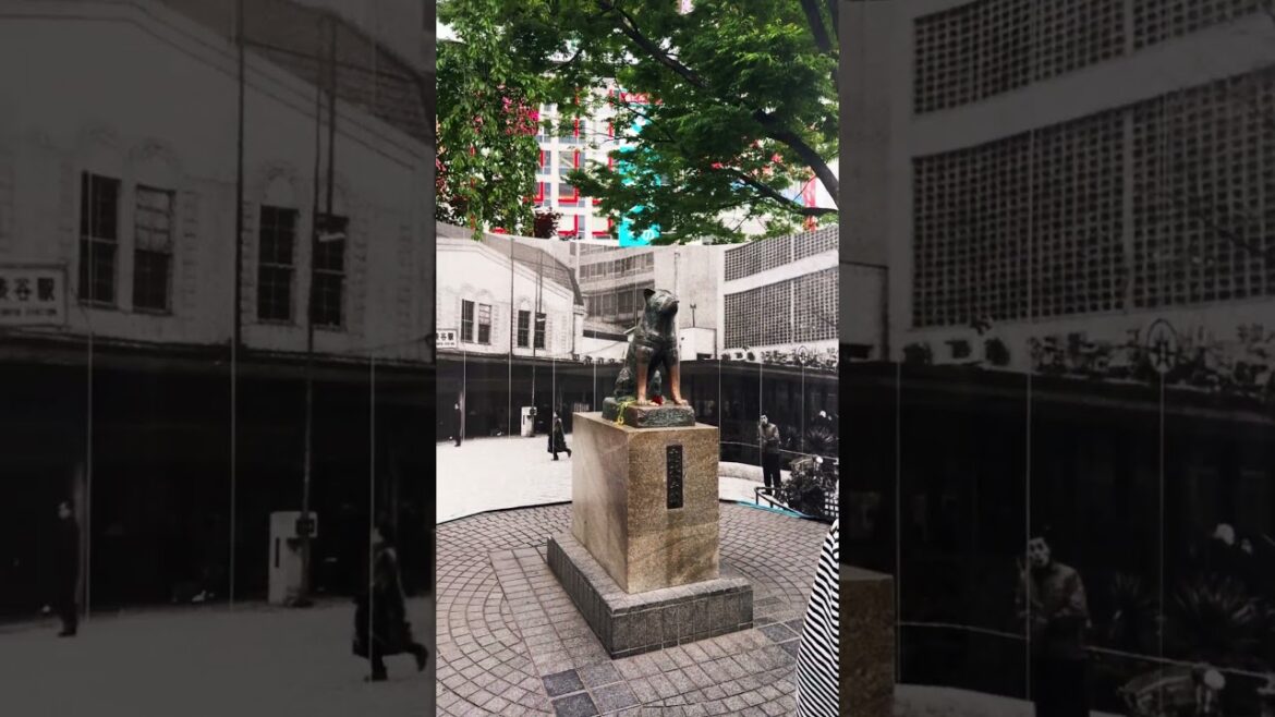 Hachiko Statue in Shibuya 🇯🇵#truestory#tokyo #japan #amazing #travel #lovestory #amazingmovie #dog Hachiko Statue in Shibuya 🇯🇵#truestory#tokyo #japan #amazing #travel #lovestory #amazingmovie #dog