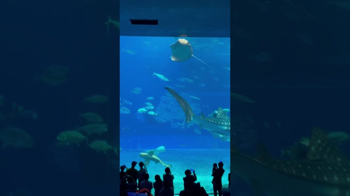 where to? Okinawa #travel #shorts