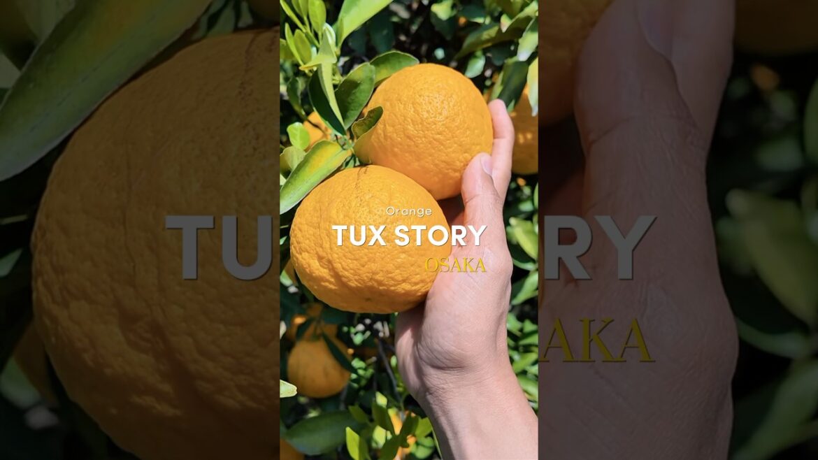 ความสุขในวันหยุดยาว GW สวนส้มที่เมืองซาไก