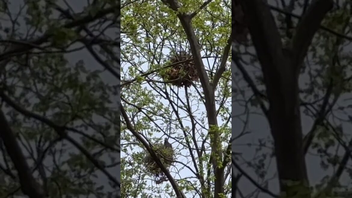 Bird Sunctuary #travel #asiantravel #japan #birds