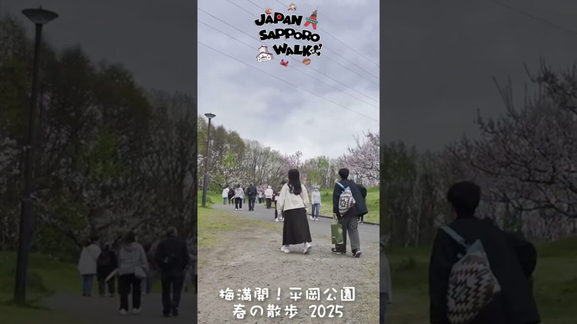 🇯🇵梅満開！平岡公園 ひらおか梅まつり 2025 春の散歩！#平岡公園 #梅 #札幌 #北海道 #観光