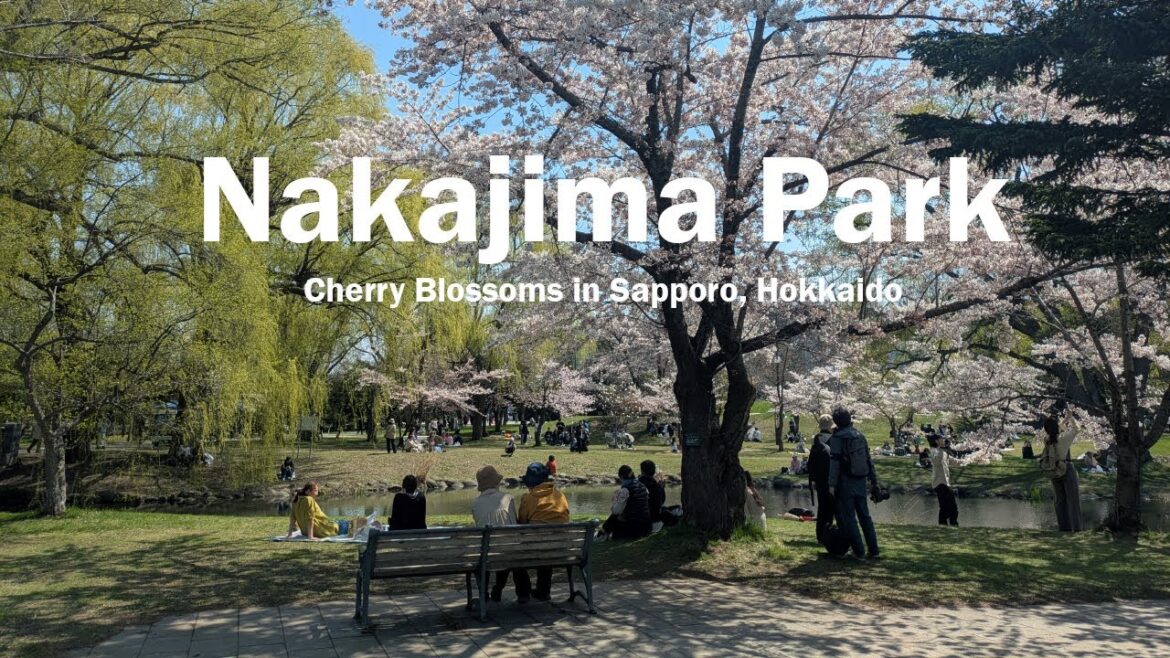 Cherry blossoms in Nakajima Park, Sapporo | Hokkaido in Spring | Japan Travel Vlog #travel #japan