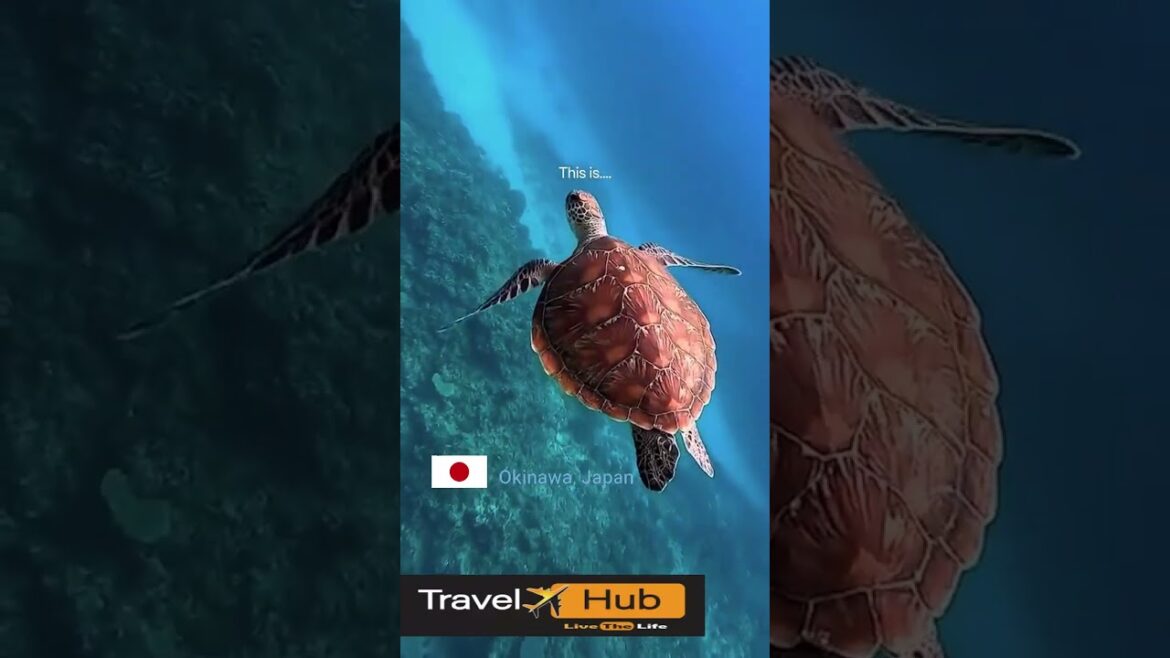 OKINAWA JAPAN 2025: Secret Beaches, Whales & Underwater Wonders! (Full Guide) 🌊🐋