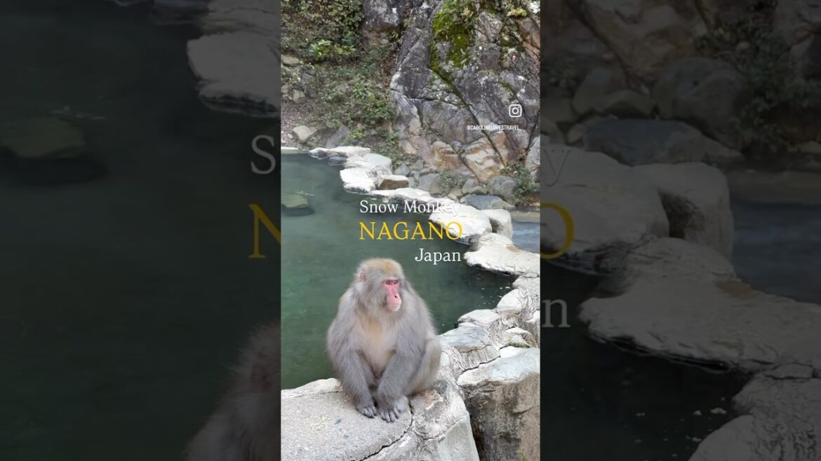 Snow Monkey Park Bathing in Onsen Hot Springs |  Japanese macaque | Yaen-Koen Nagano Japan 🇯🇵日本雪猴浸溫泉