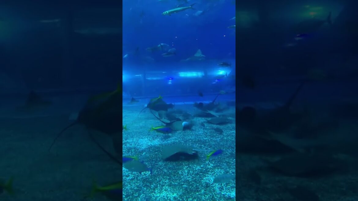 Hotel com Piscina Infinita em Okinawa? #okinawa #okinawatrip #trending  #japao #fyp #viralvideo