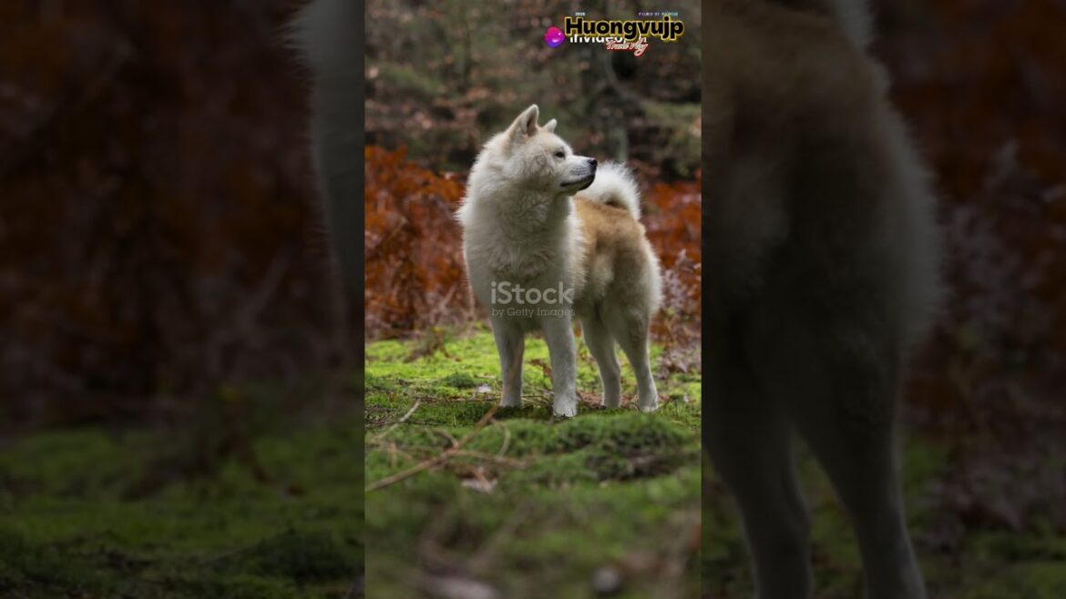 Akita – Vùng Đất Tuyết & Chó Trung Thành Nhật Bản! #huongvujp #nhatban #akita