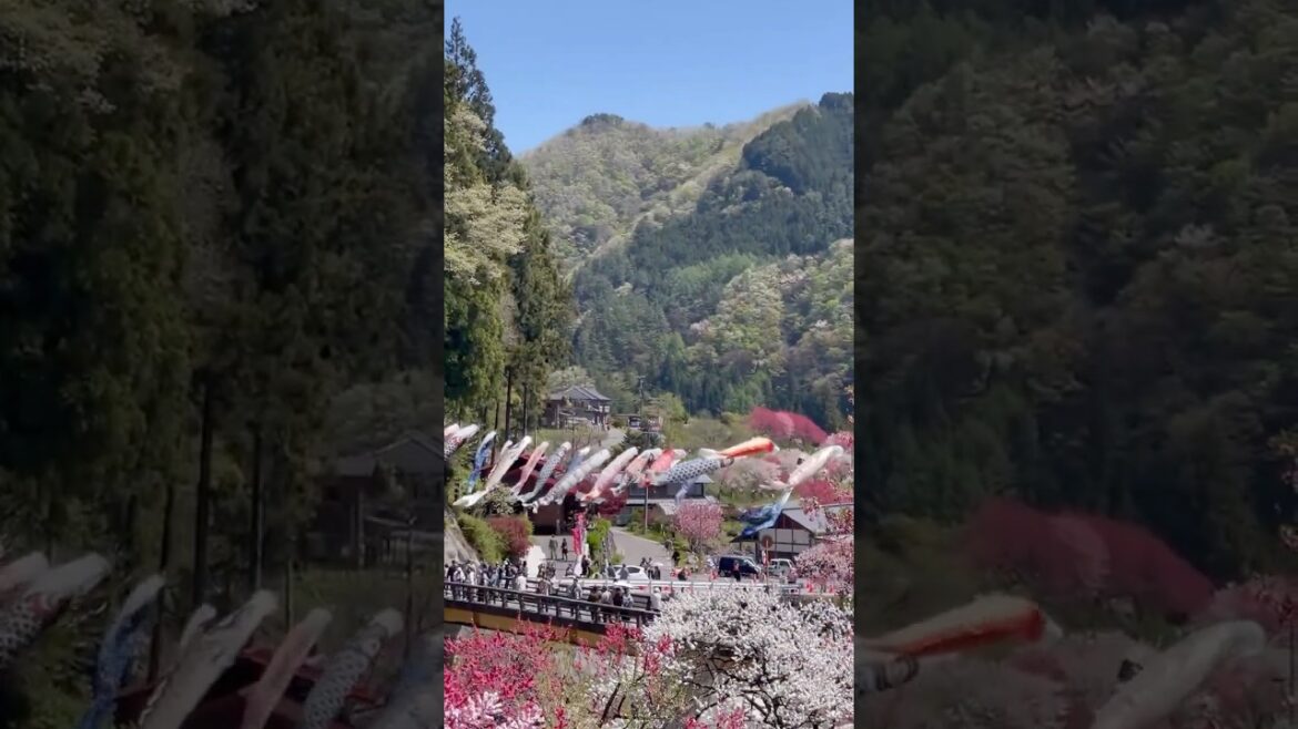 こいのぼり 花桃の里 日本の絶景 #阿智村 #絶景 #japan